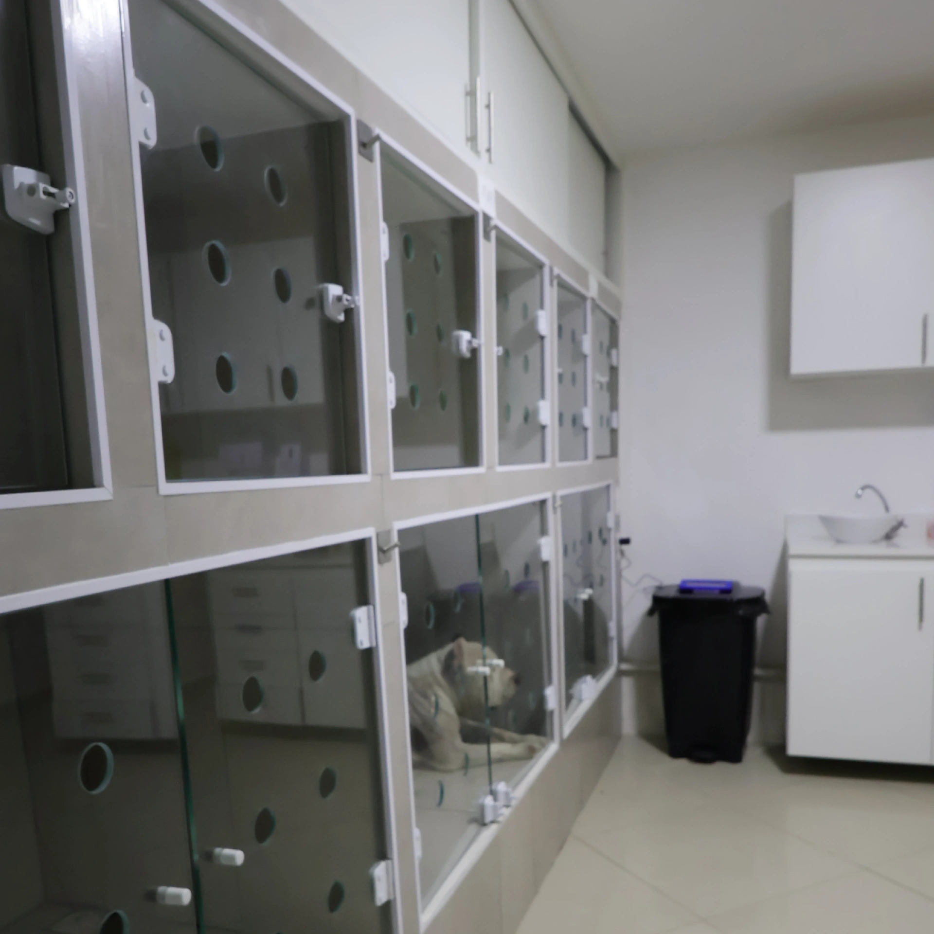 Área de internação da PRUDENT VET